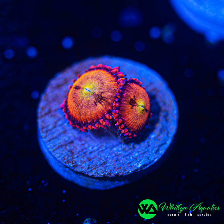 Halle Berry Zoanthid (Aquacultured)