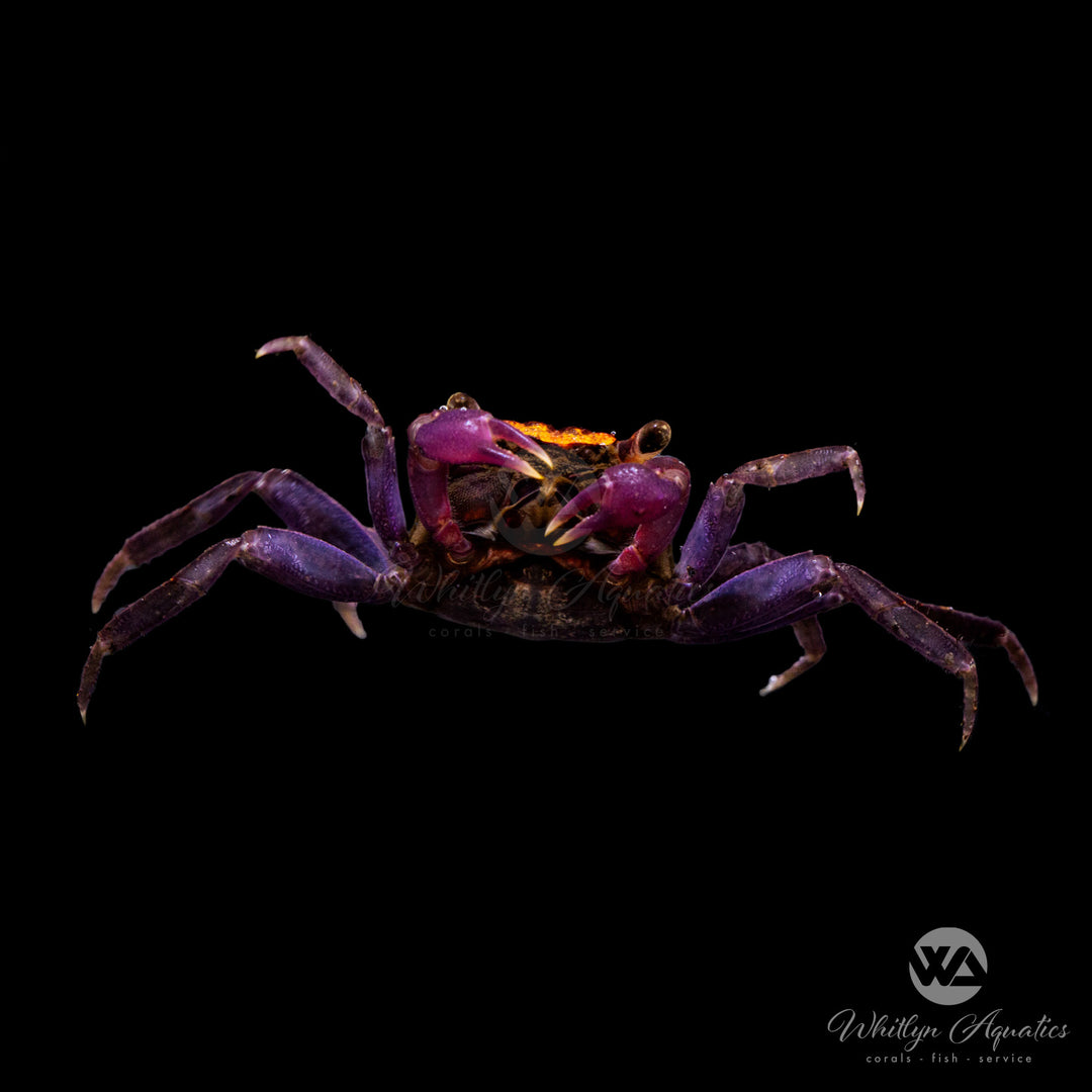 Halloween Vampire Crab - Geosesarma bicolor