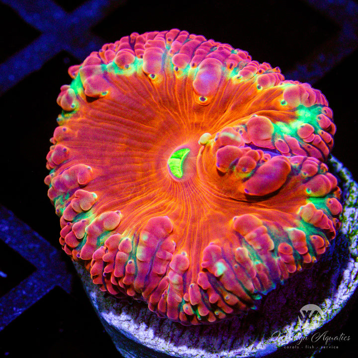 WA Halo Blasto - WYSIWYG (C6)