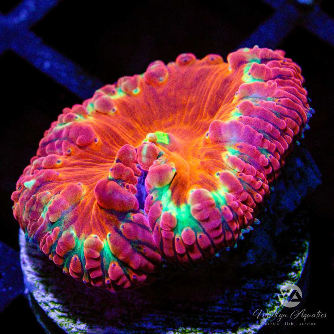 WA Halo Blasto - WYSIWYG (C6)