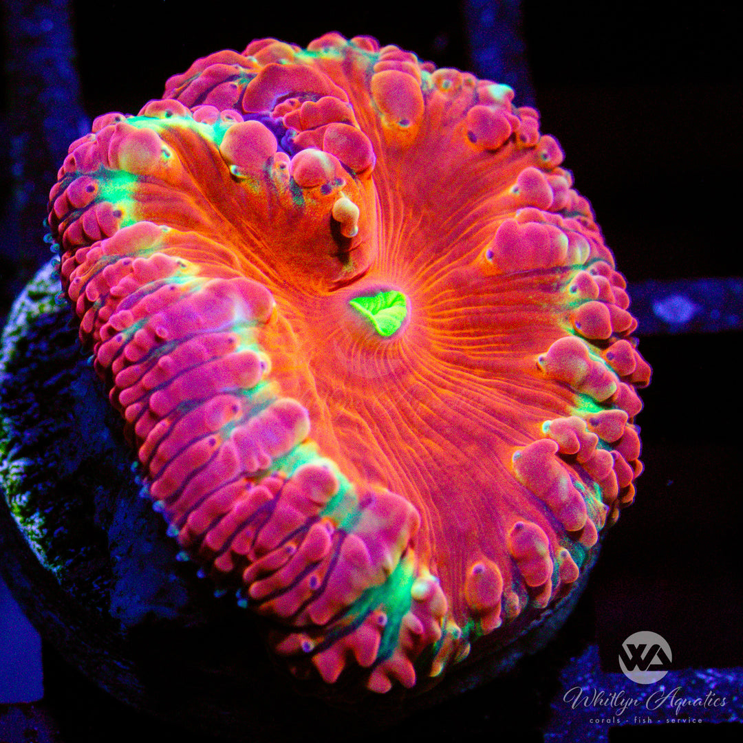 WA Halo Blasto - WYSIWYG (C6)