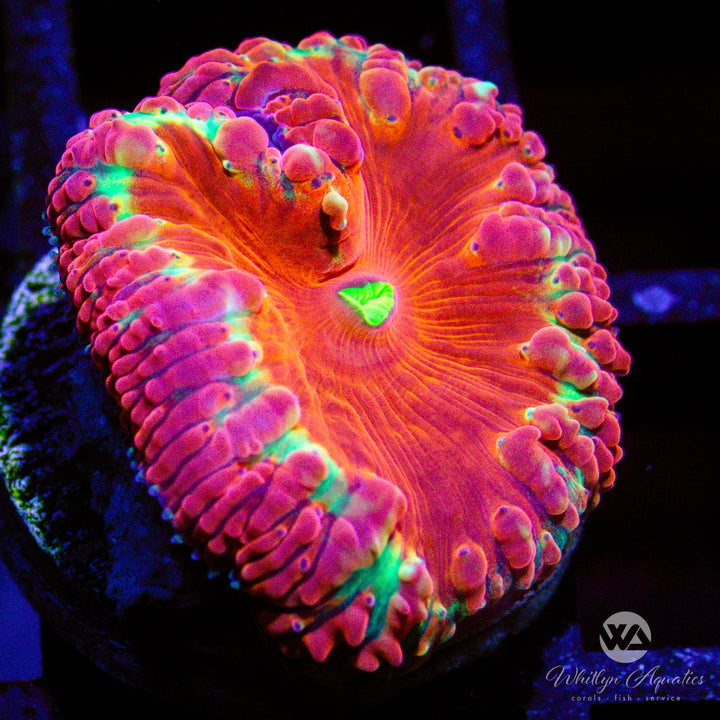 WA Halo Blasto - WYSIWYG (C6)