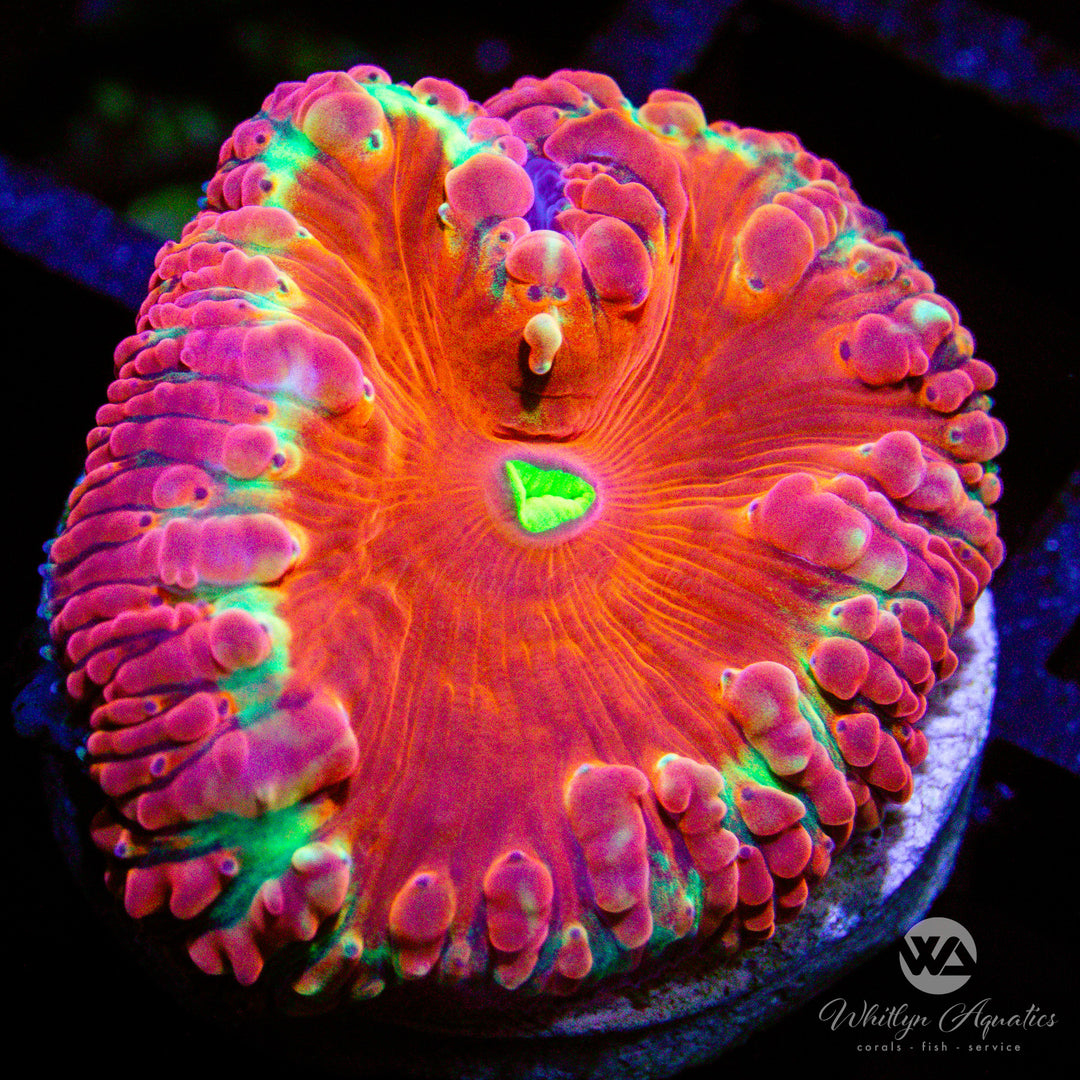 WA Halo Blasto - WYSIWYG (C6)