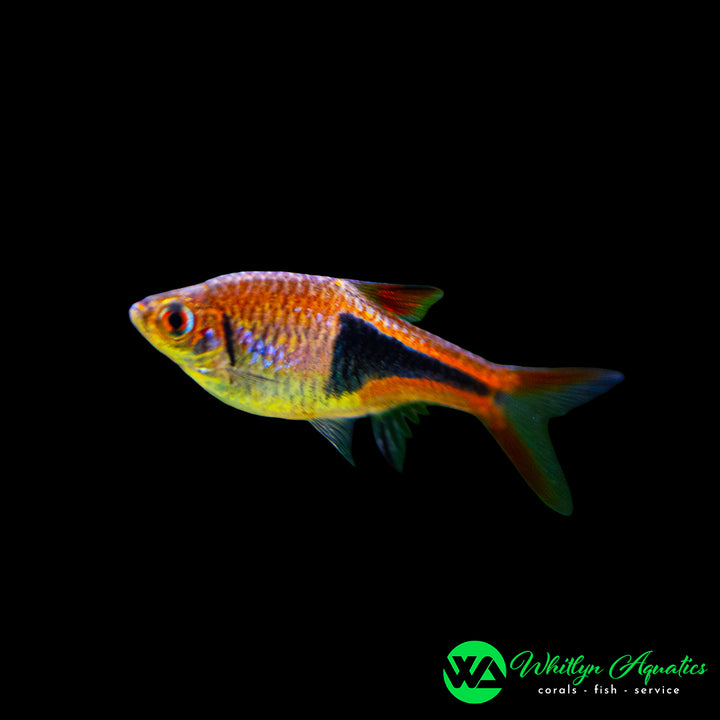 Harlequin Rasbora - Rasbora heteromorpha