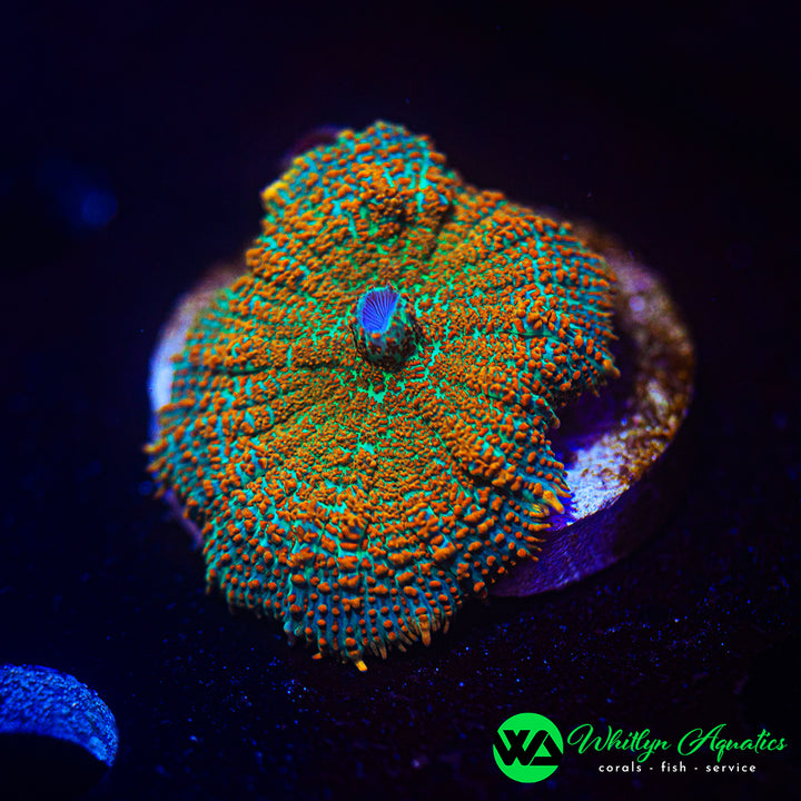 WA Hawaiian Sunrise Rhodactis Mushroom