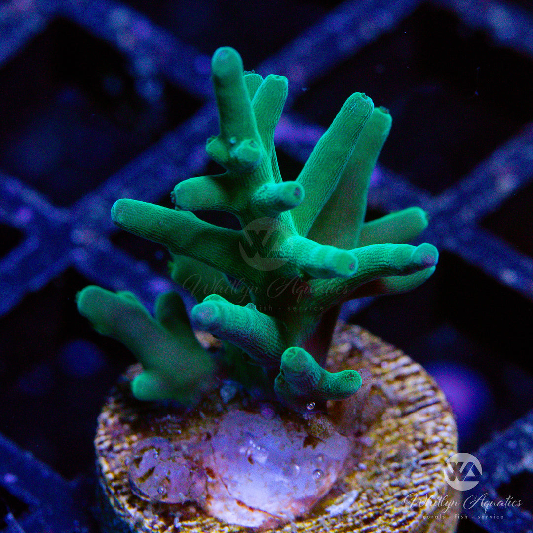 Hawkins Acropora Echinata