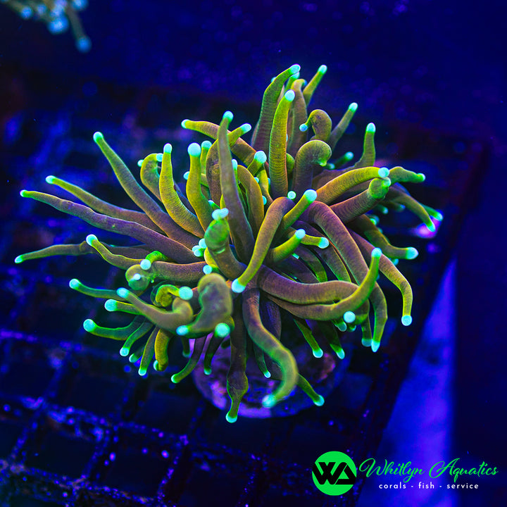 Hellfire Torch Coral