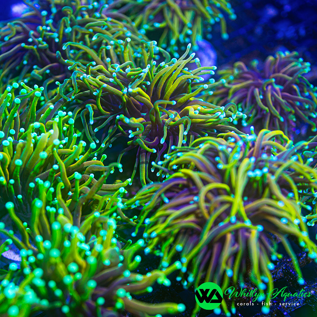 Hellfire Torch Coral