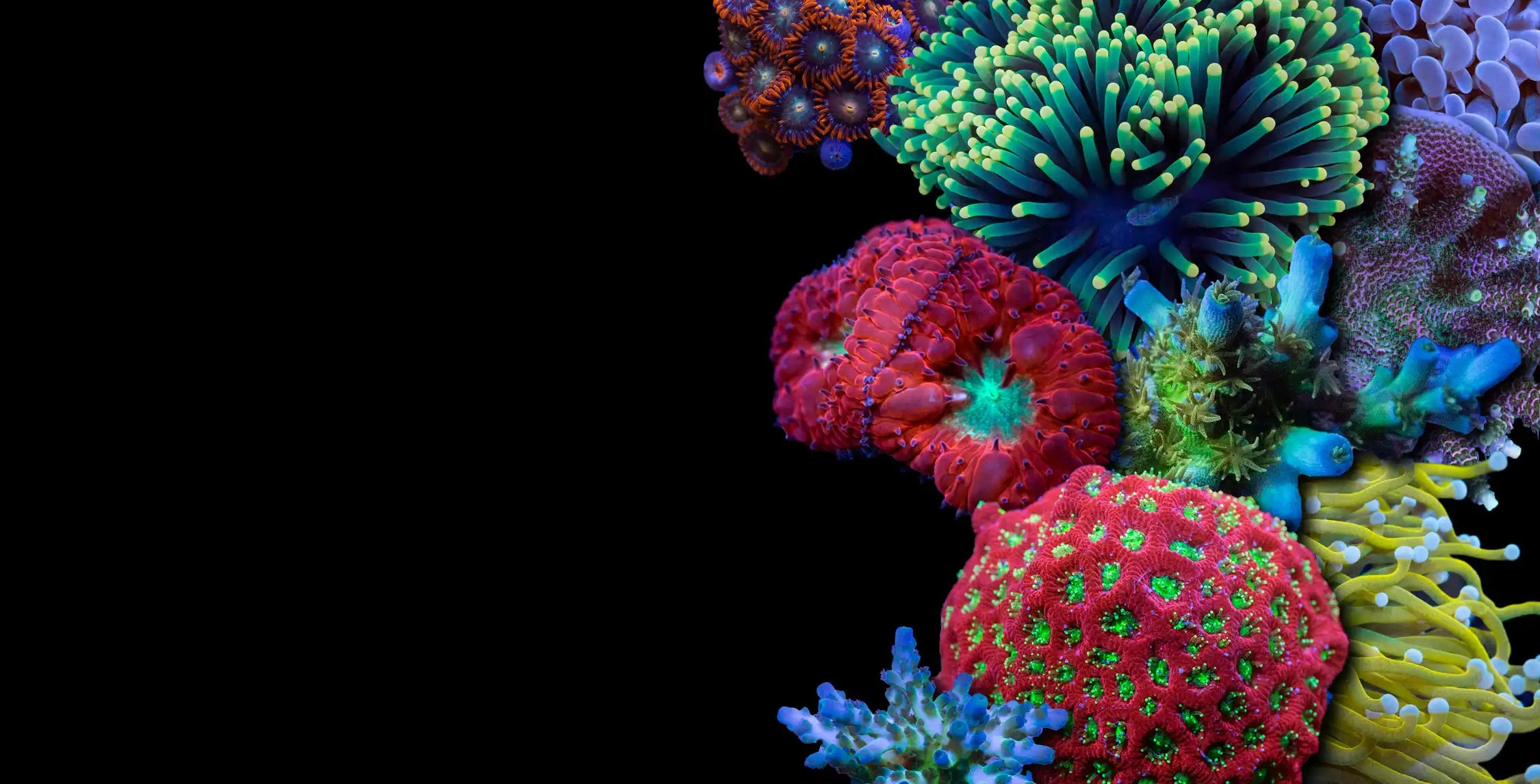 Weekly Live Coral Auctions
