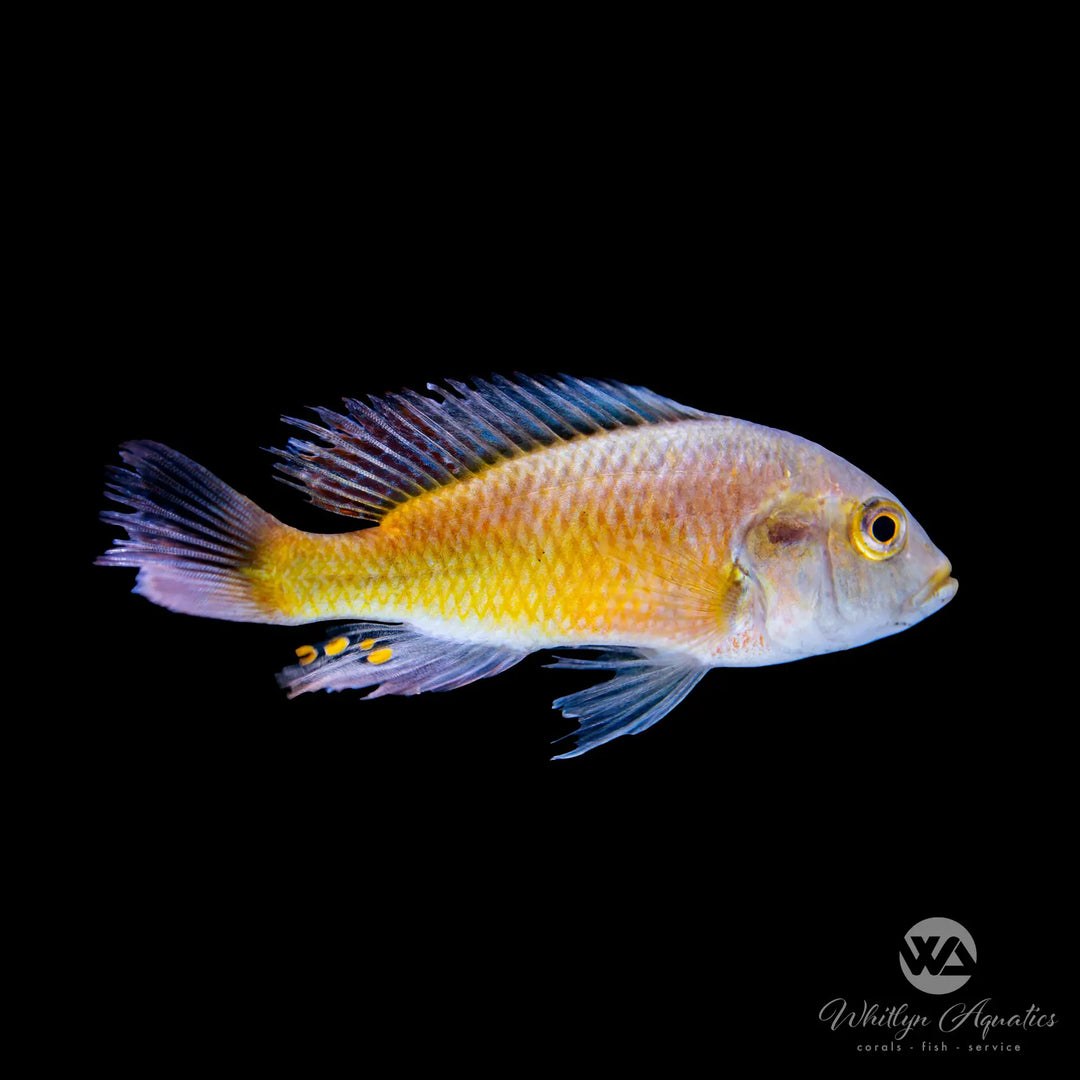 Hippo Point Salmon Cichlid - Ptyochromis sp.