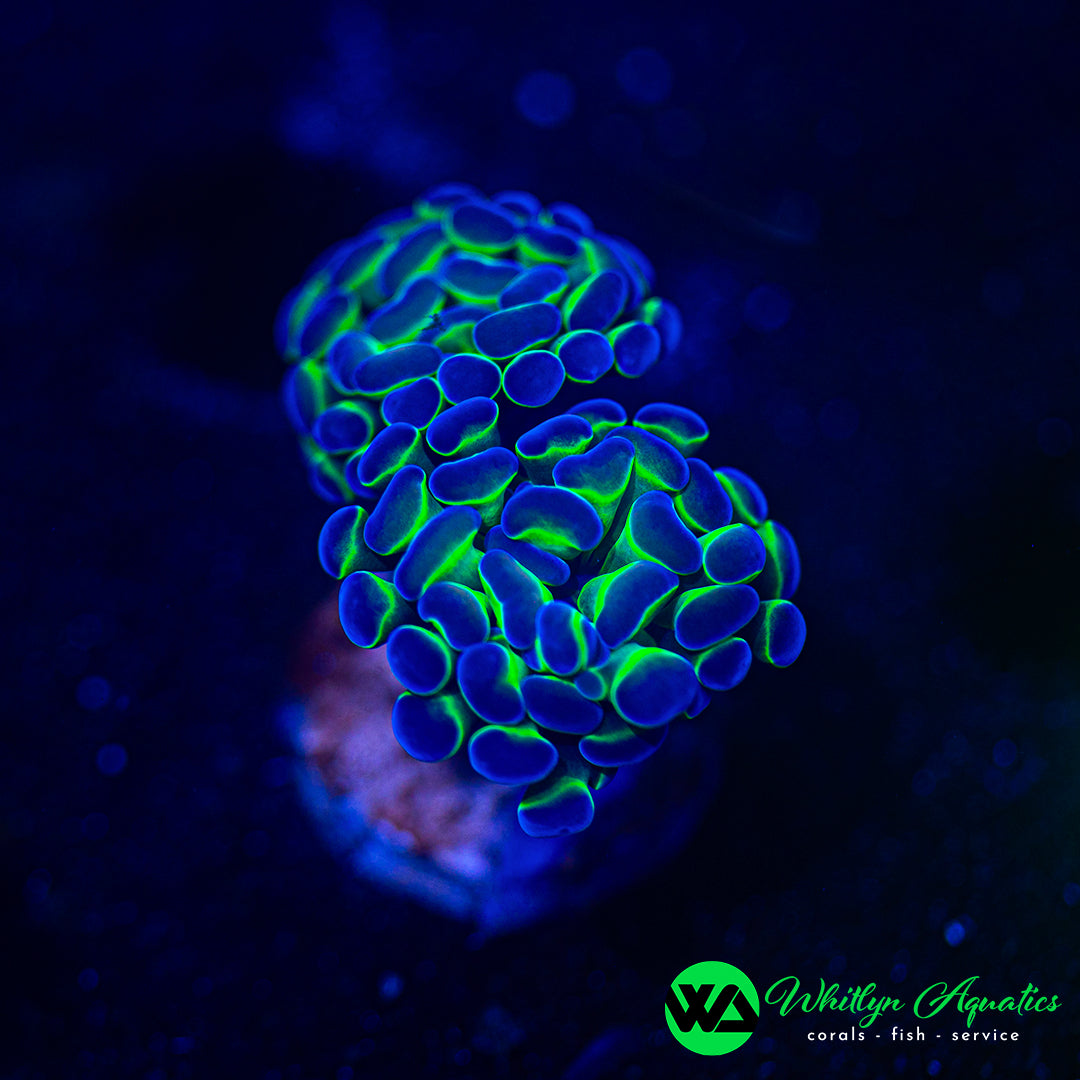 Hologram Branching Hammer