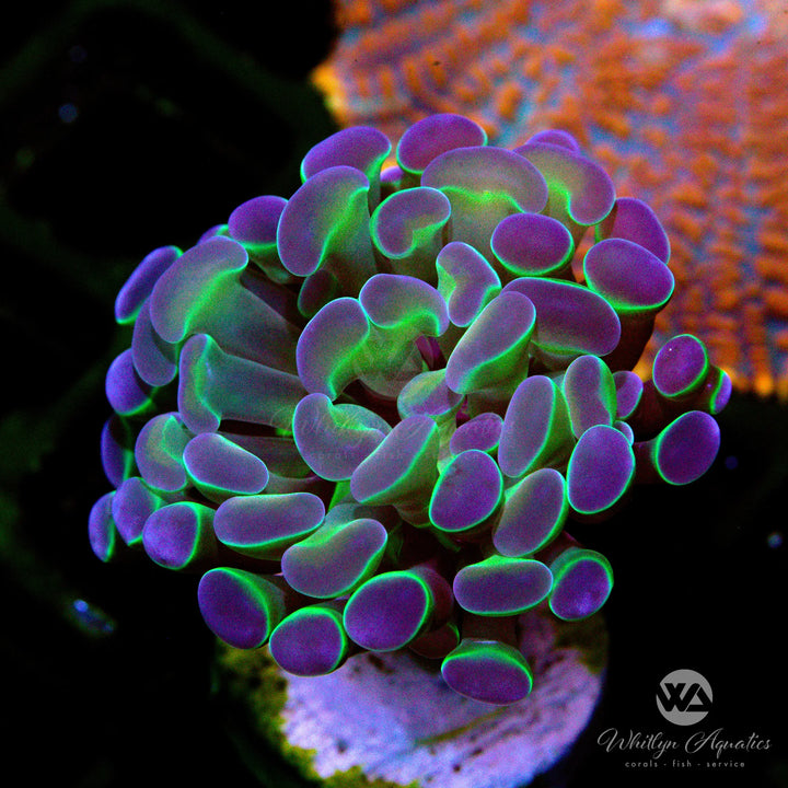 Hologram Branching Hammer