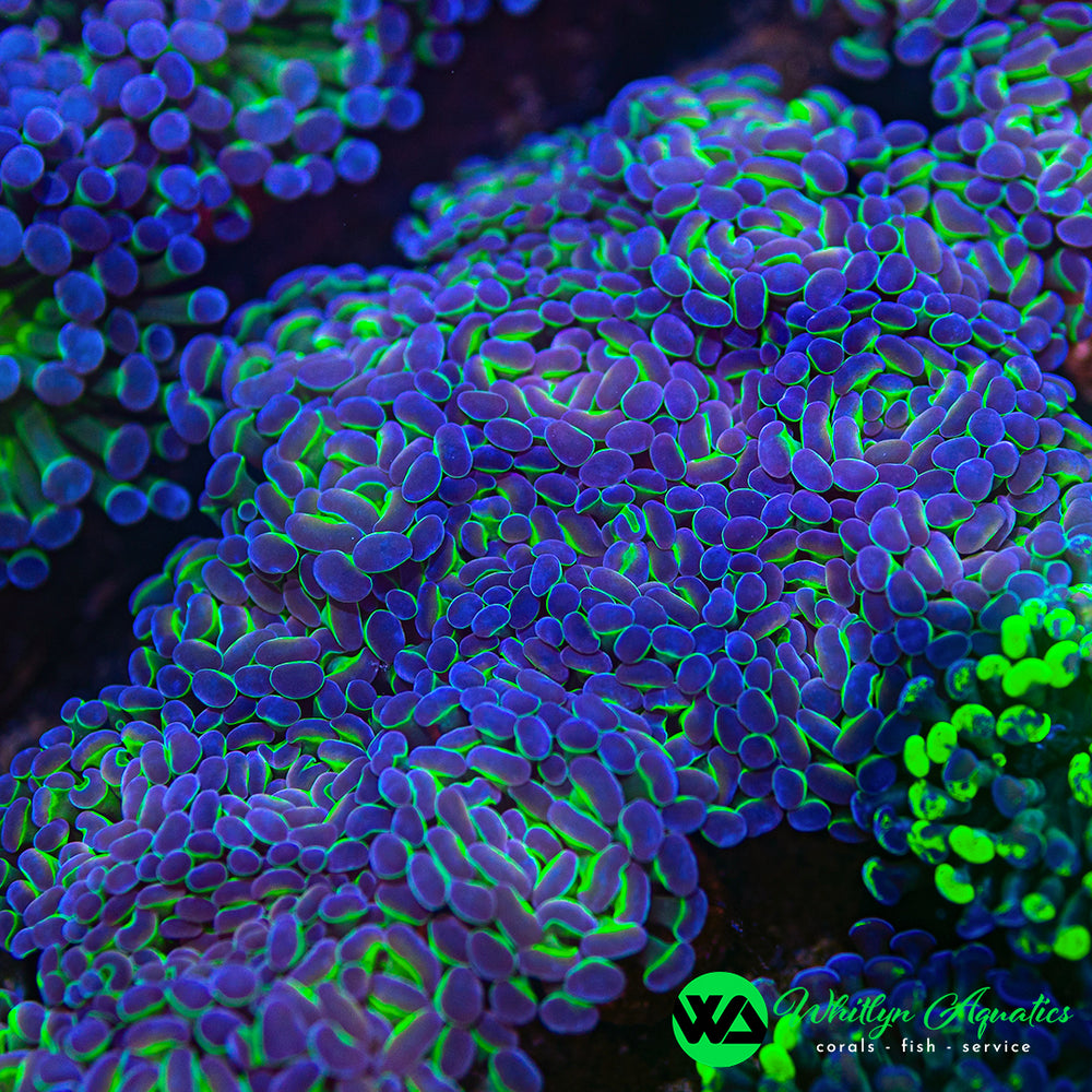 Hologram Branching Hammer Live Coral