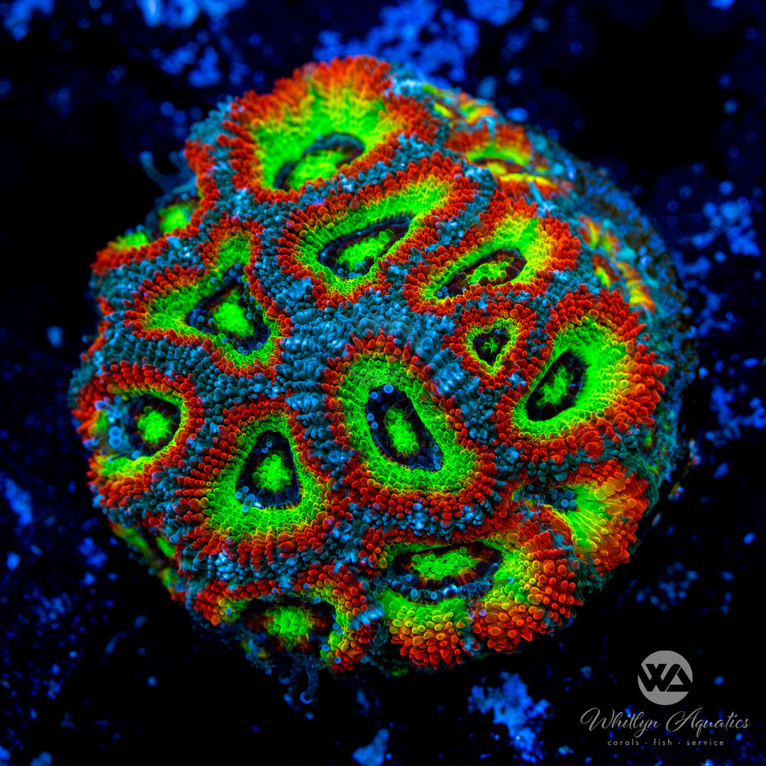 Aquacultured Holy Grail Micromussa Mother Colony