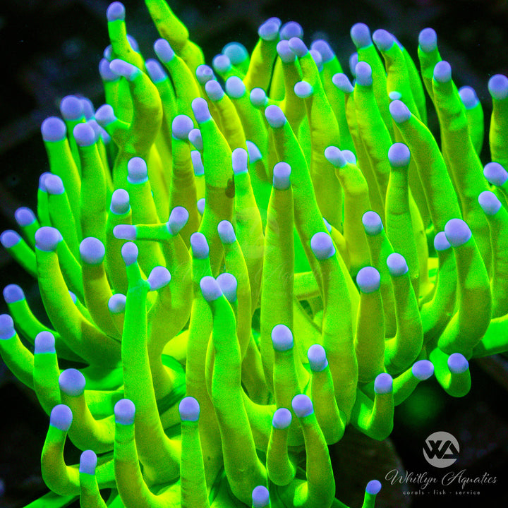 OG Holy Grail Torch - WYSIWYG (I6)