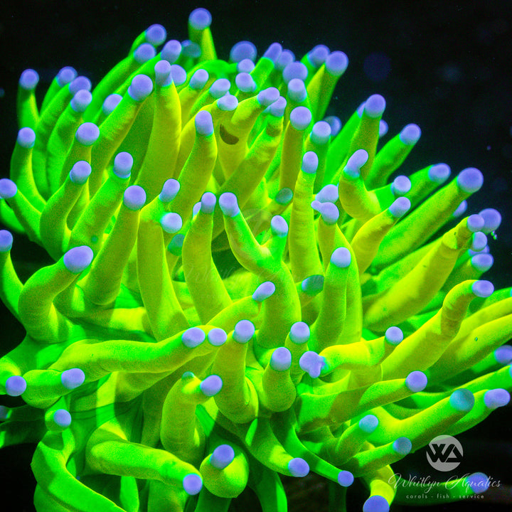 OG Holy Grail Torch - WYSIWYG (I6)