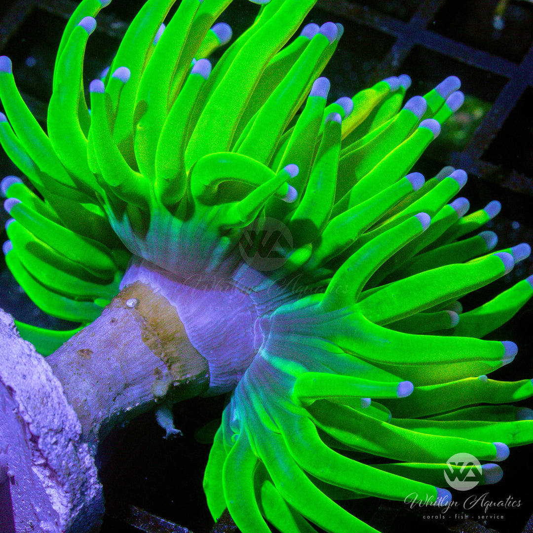 OG Holy Grail Torch - WYSIWYG (I6)