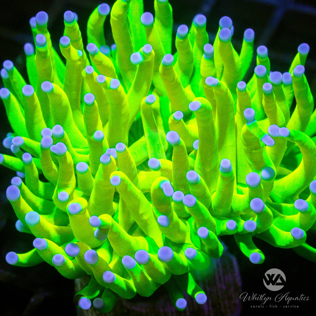 OG Holy Grail Torch - WYSIWYG (I6)