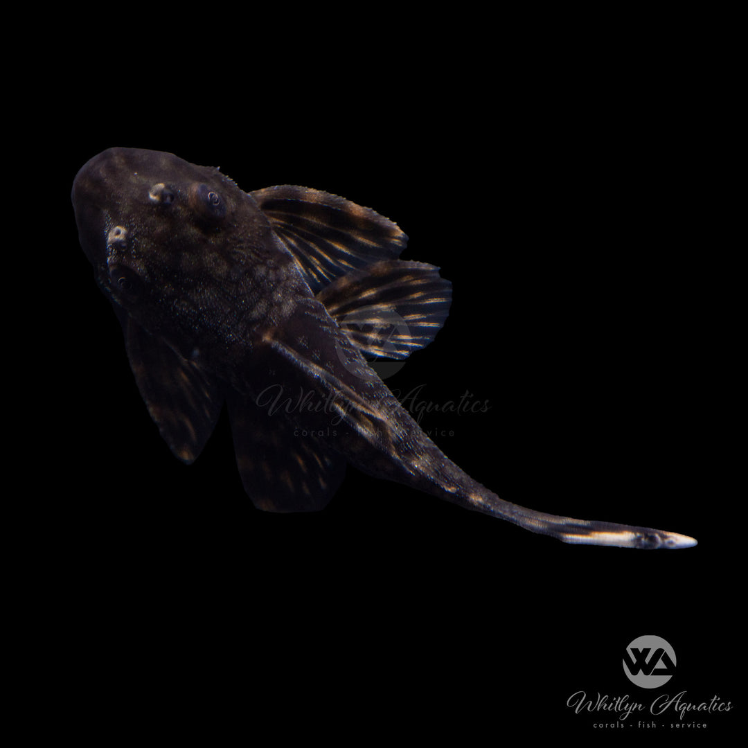 Honeycomb Bristlenose Pleco - A. cirrhosus