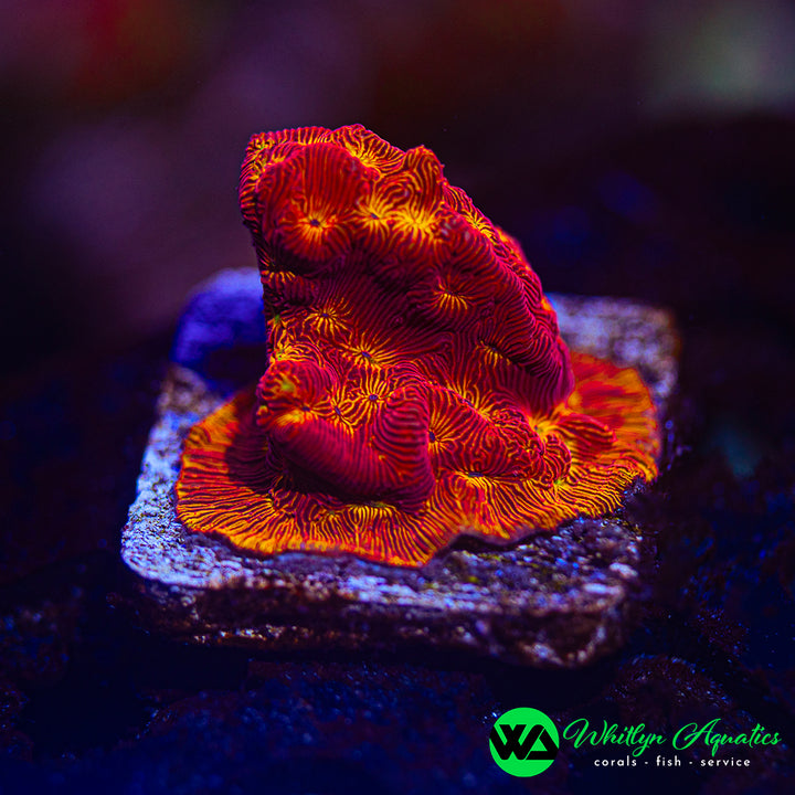 WA Hot Lava Lepto