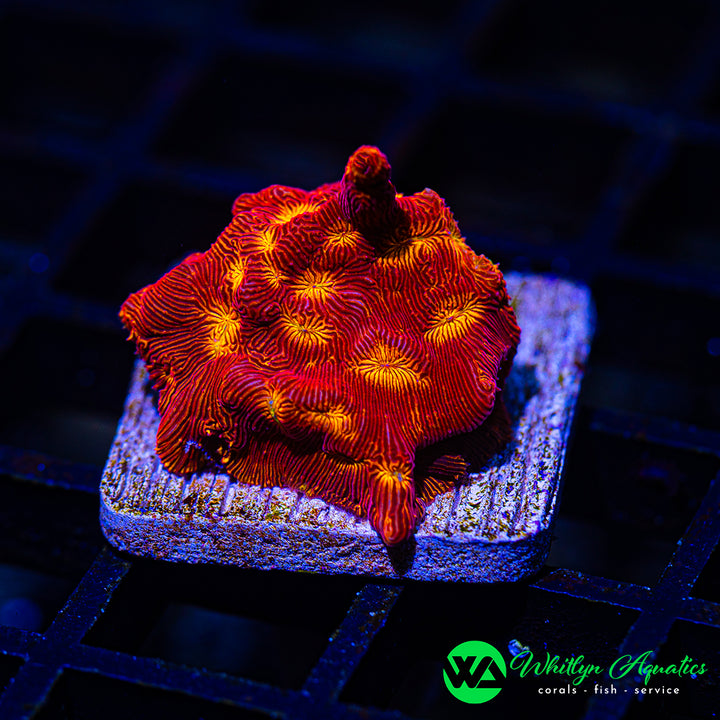 WA Hot Lava Lepto