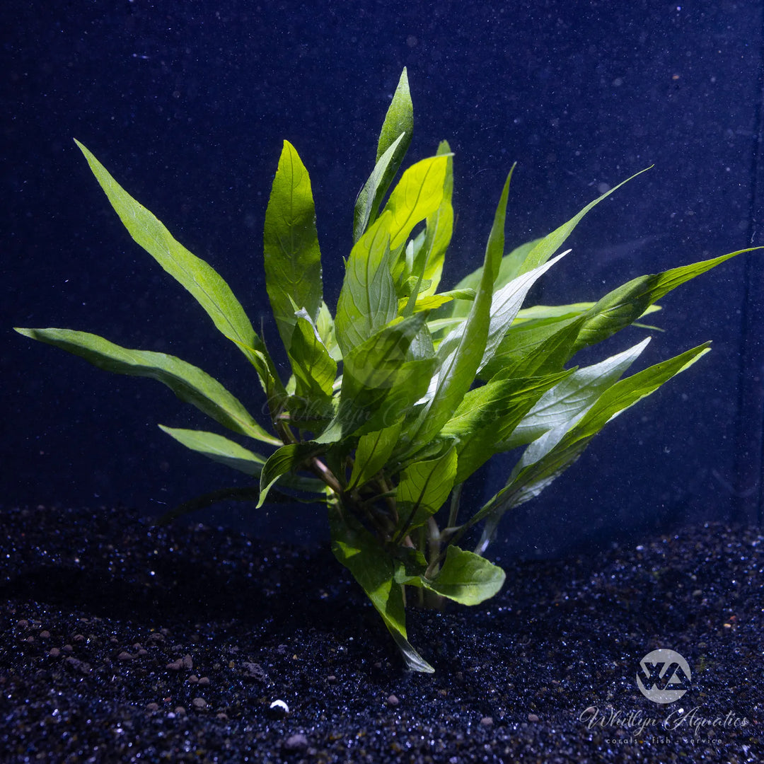 Hygrophila salicifolia