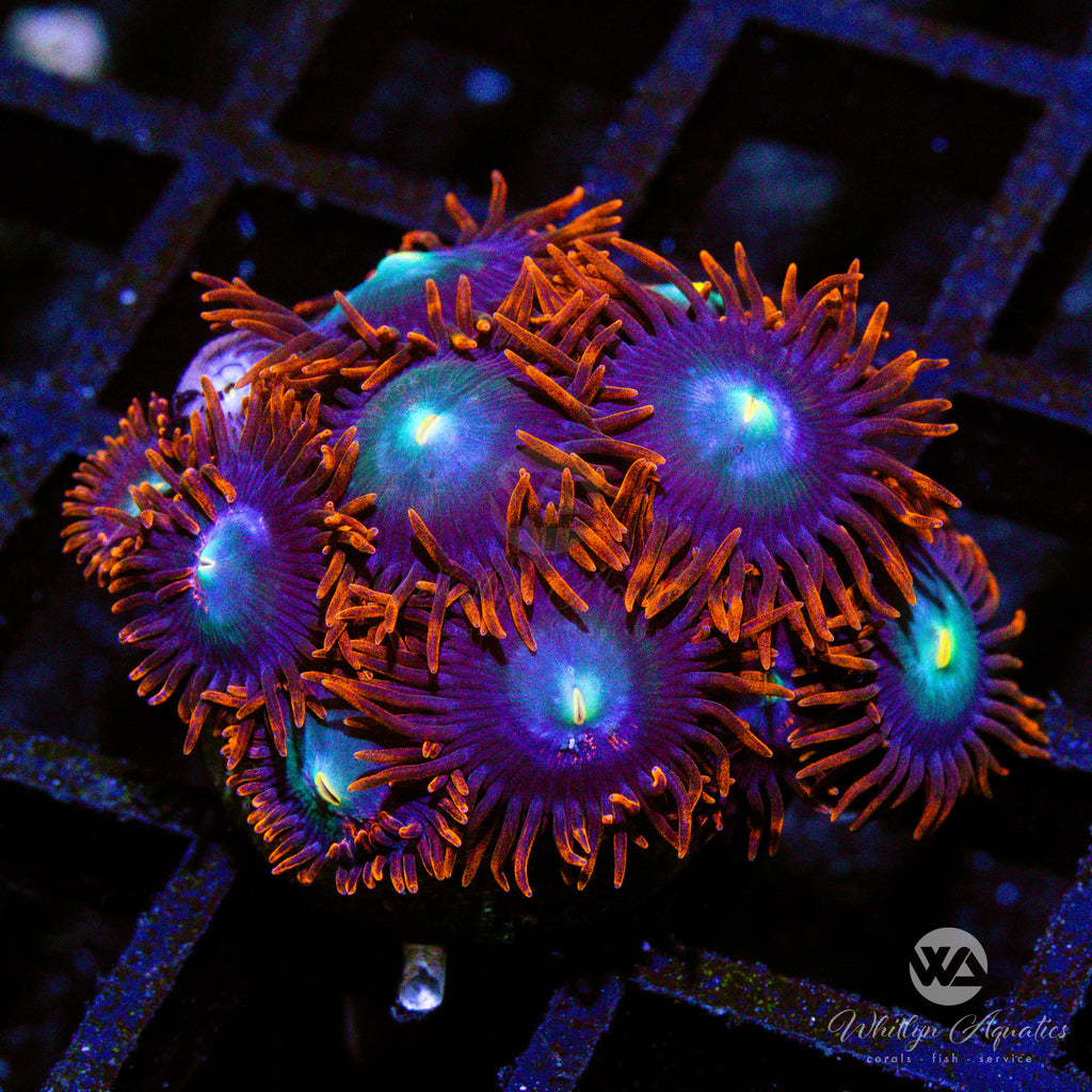 ZOA 　　　　　　　　　　　　　　　　　Z.O.A I10) Punk Rocker Zoa - WYSIWYG – Whitlyn Aquatics