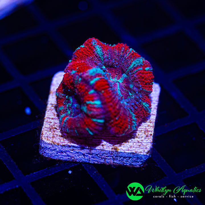 WA ICEE Asian Acan