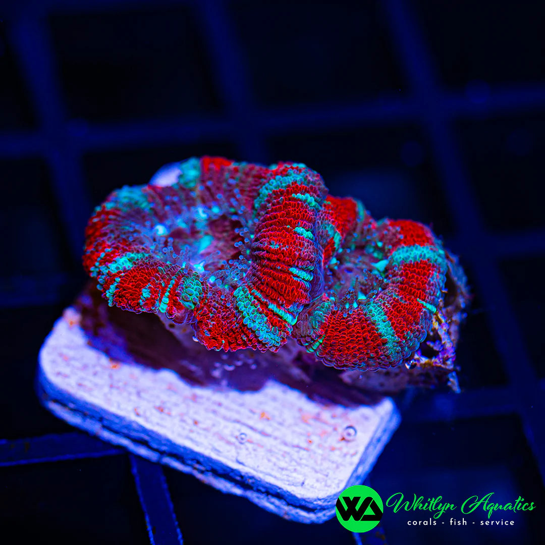 WA ICEE Asian Acan