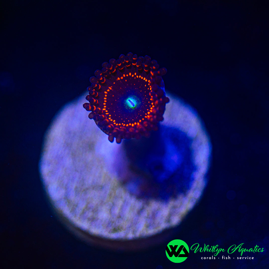 Illuminati Zoanthid