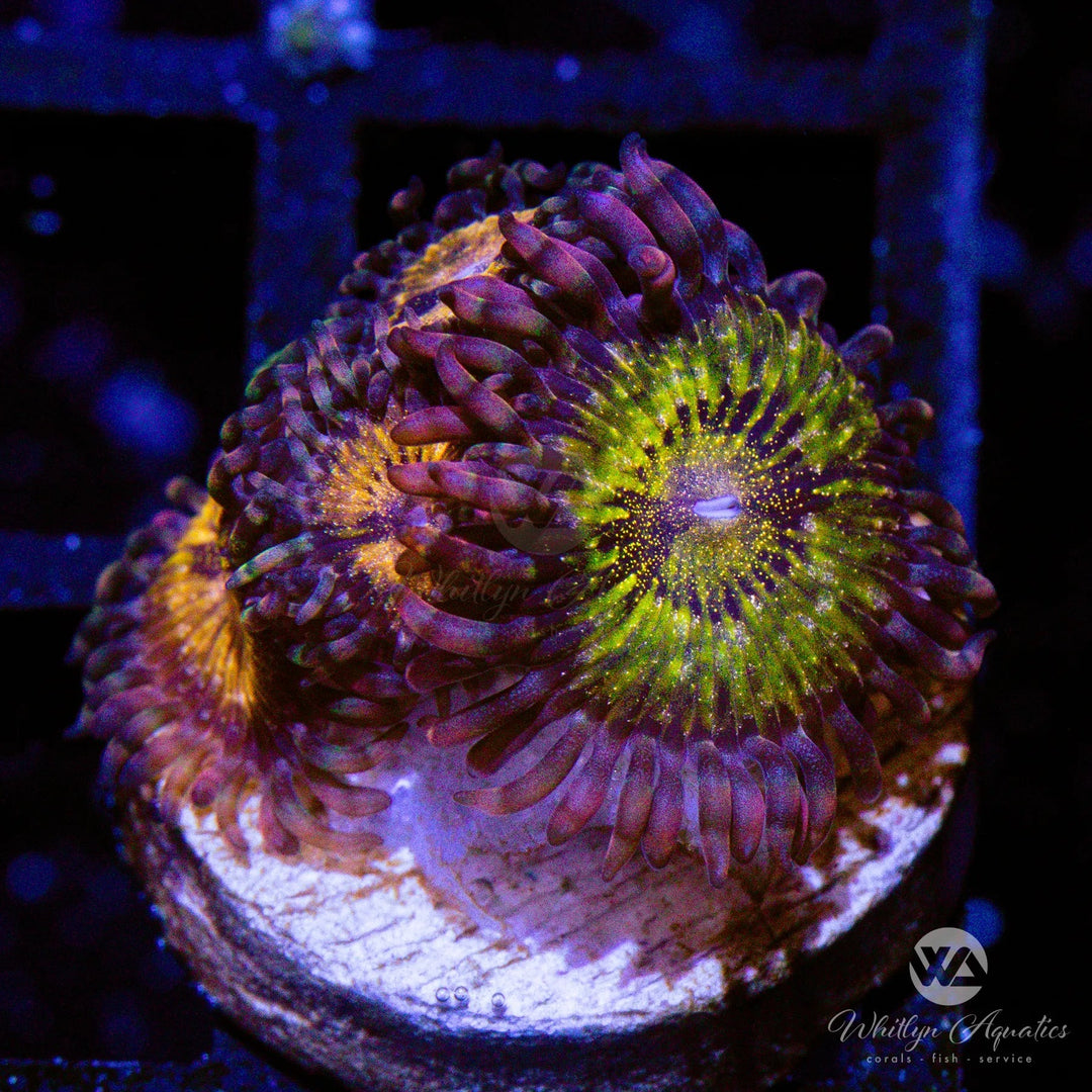 Pandora Zoanthid (Aquacultured)