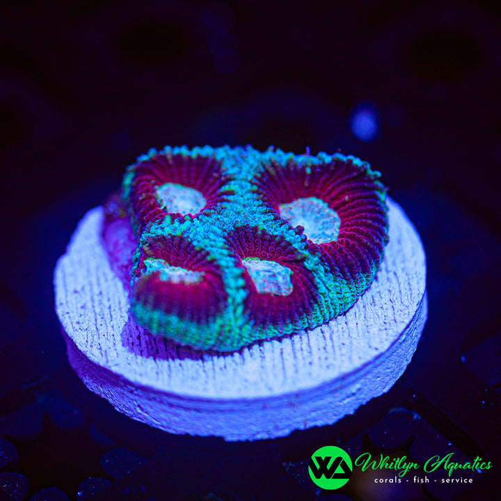 WA Ice Dreams Favia
