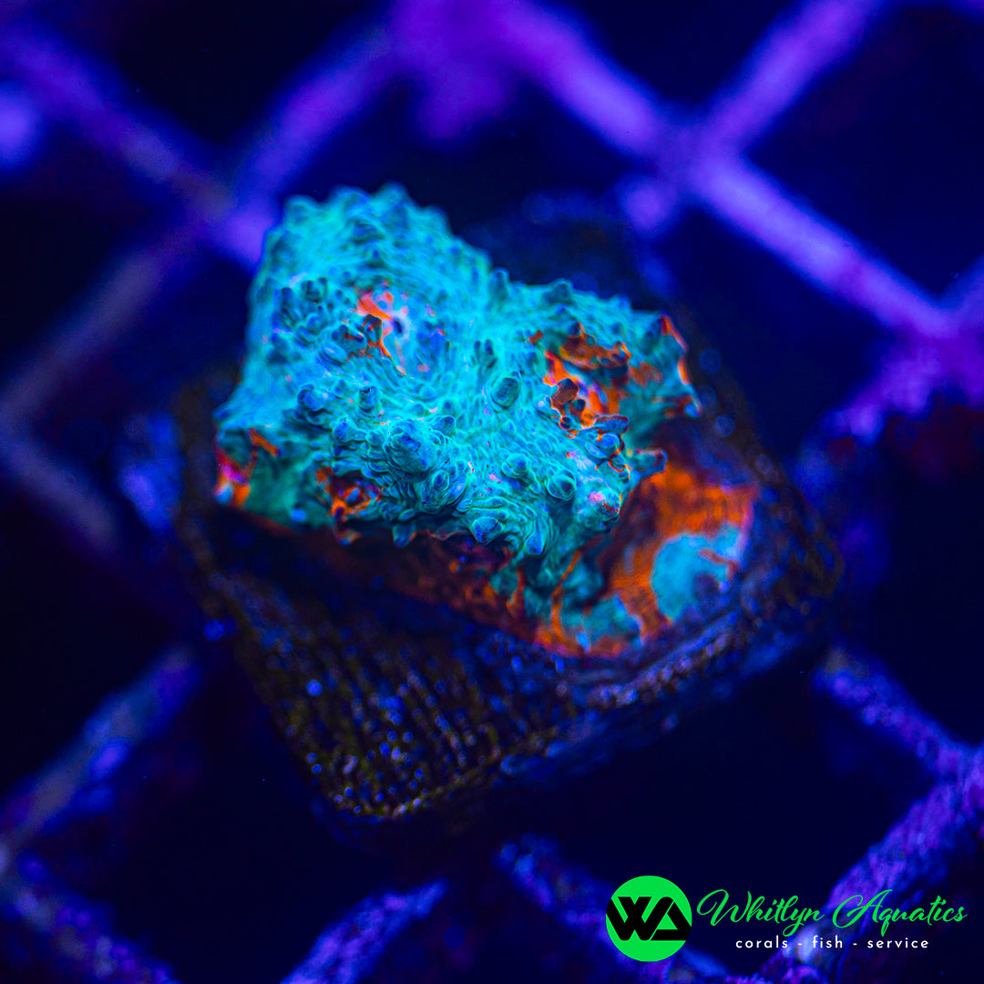 WA Ice Flame Chalice