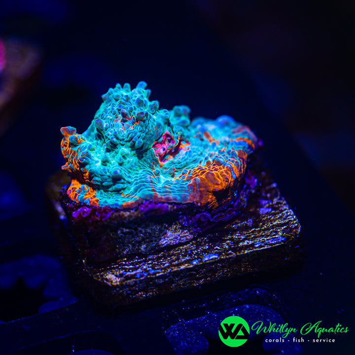 WA Ice Flame Chalice