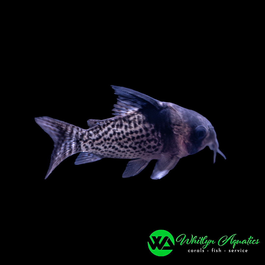 Highfin Spotted Cory CW207 - Corydora Wotroi - Whitlyn Aquatics