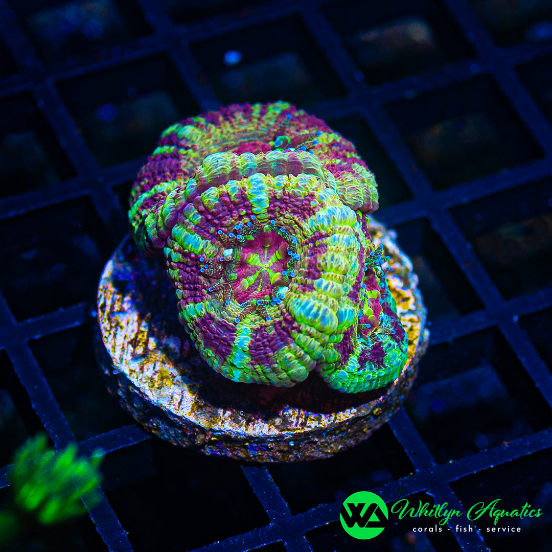 WA Illusion Asian Acan