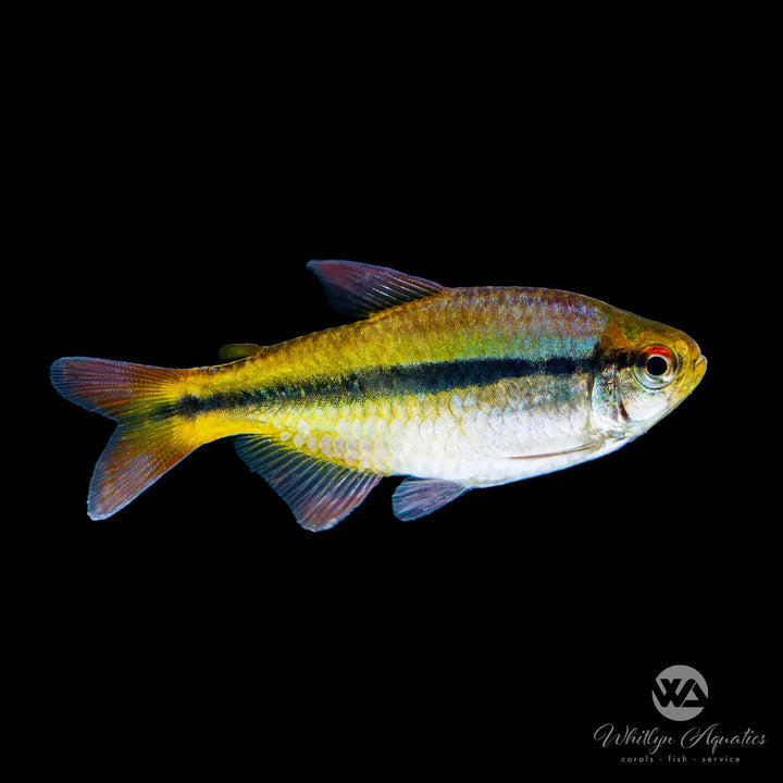 Imperial Lapis Tetra - Hyphessobrycon sp. lapis