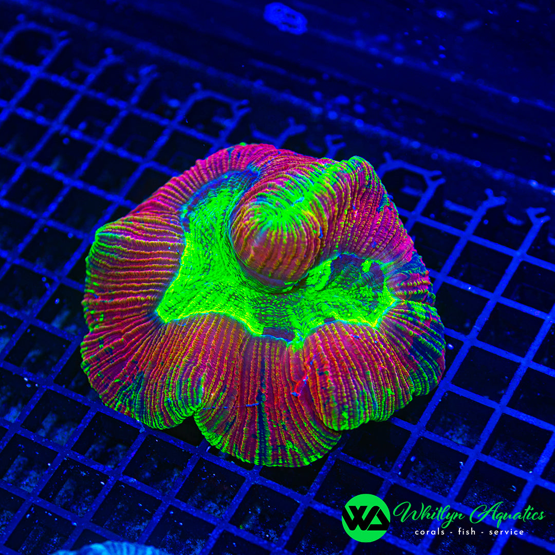 Thermal Rainbow Trachyphyllia 3"-4" WYSIWYG