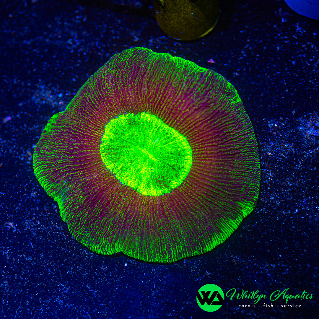 Infrared Trachyphyllia 3" WYSIWYG
