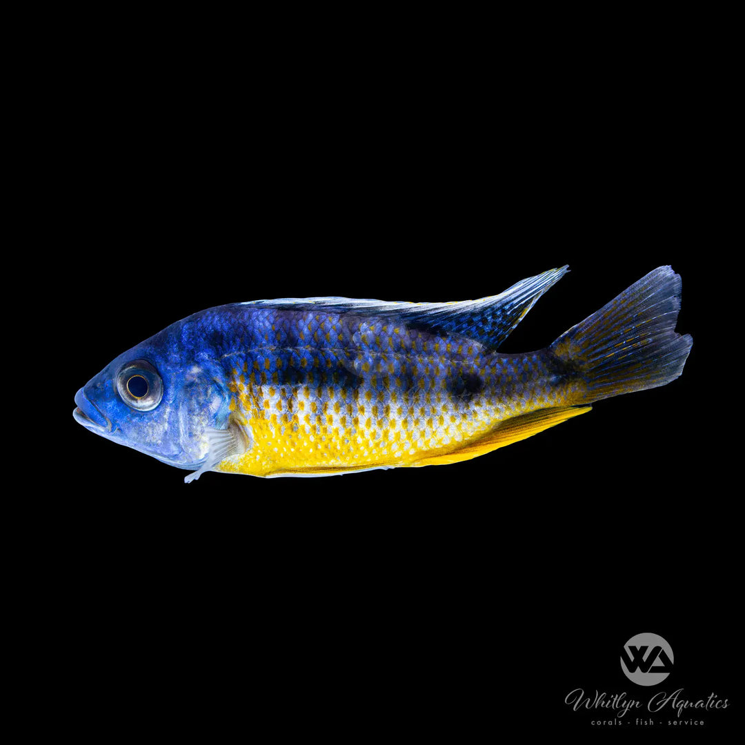 Insignis Hap Cichlid - Protomelas sp. "spilonotus tanzania"
