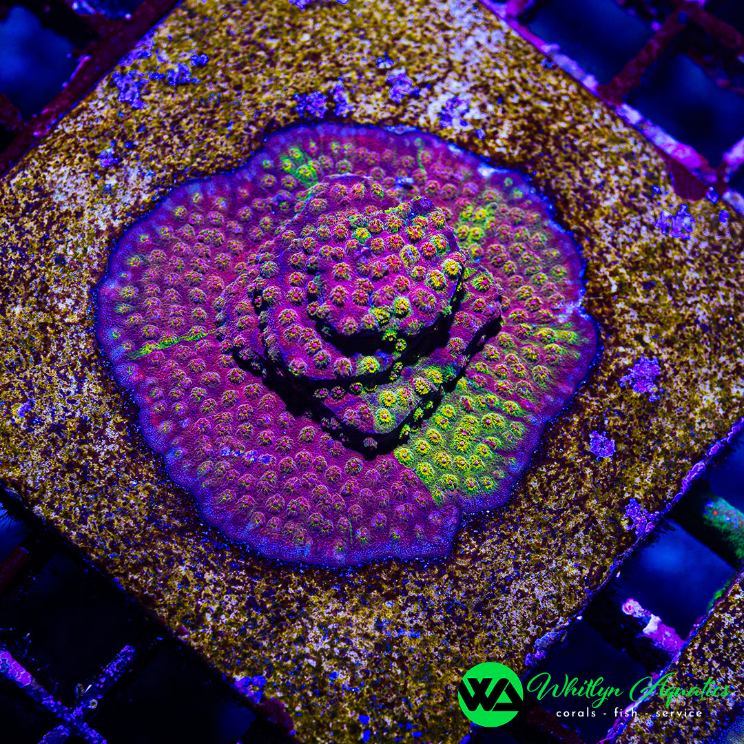 WA Ironman Grafted Cyphastrea
