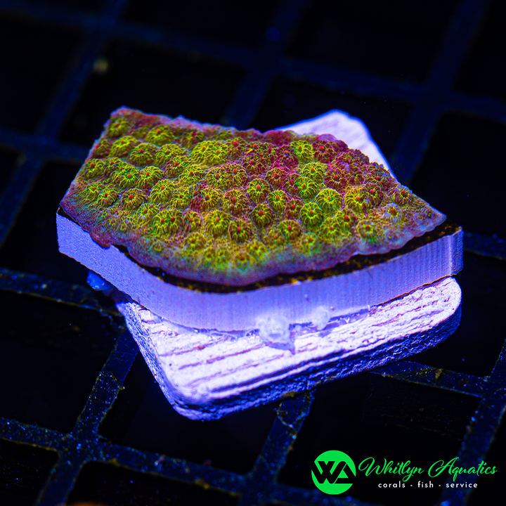 WA Ironman Grafted Cyphastrea