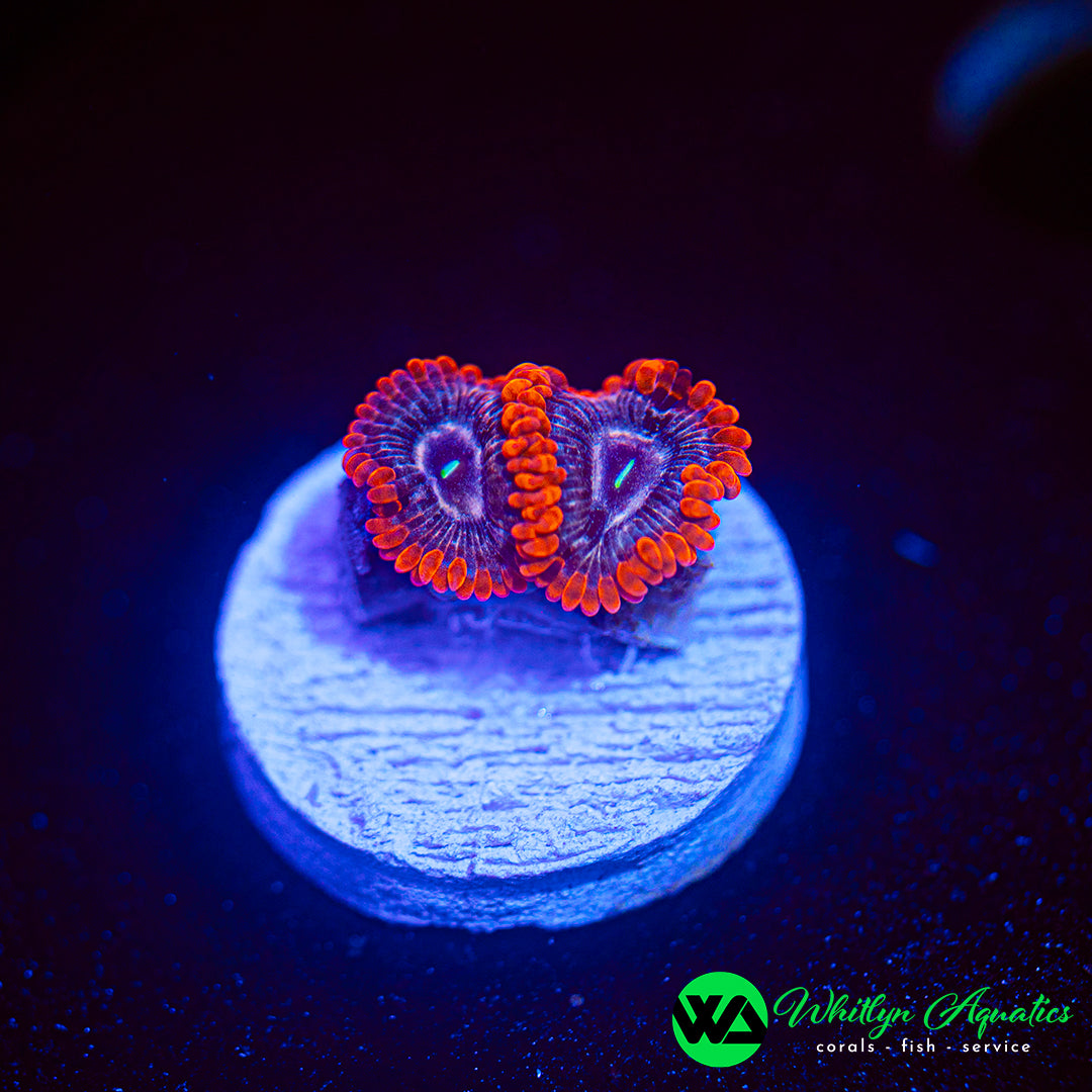 WA Ironman Zoanthid