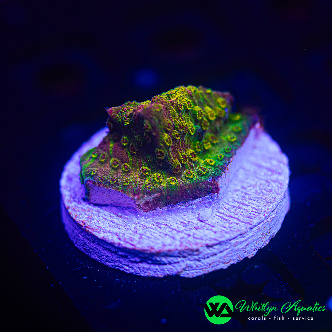 WA Ironman Grafted Cyphastrea