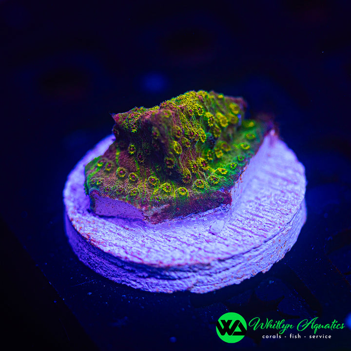 WA Ironman Grafted Cyphastrea