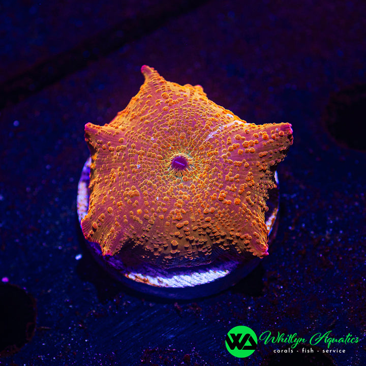 Ironman Mushroom