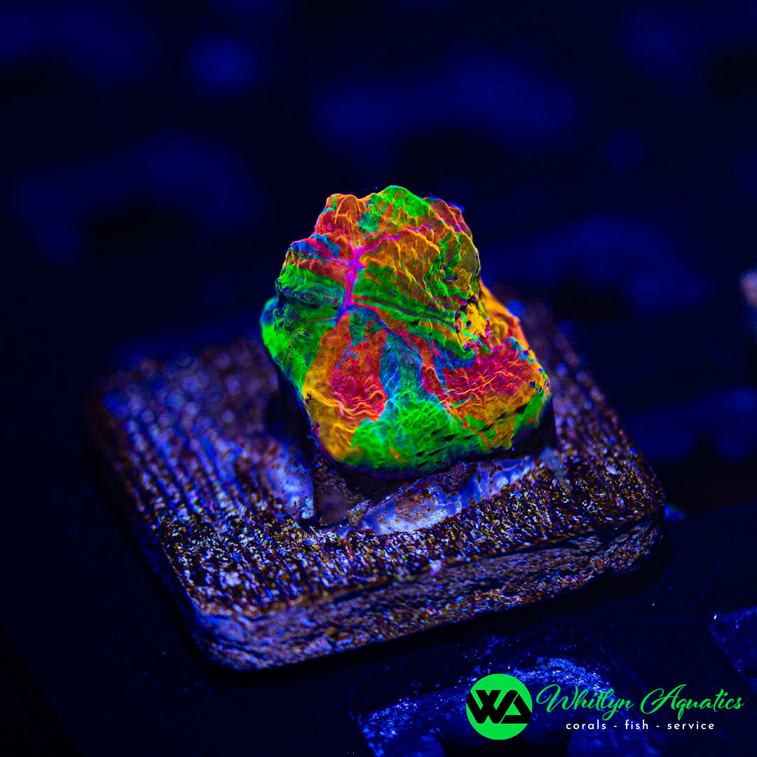 Jellybean Chalice