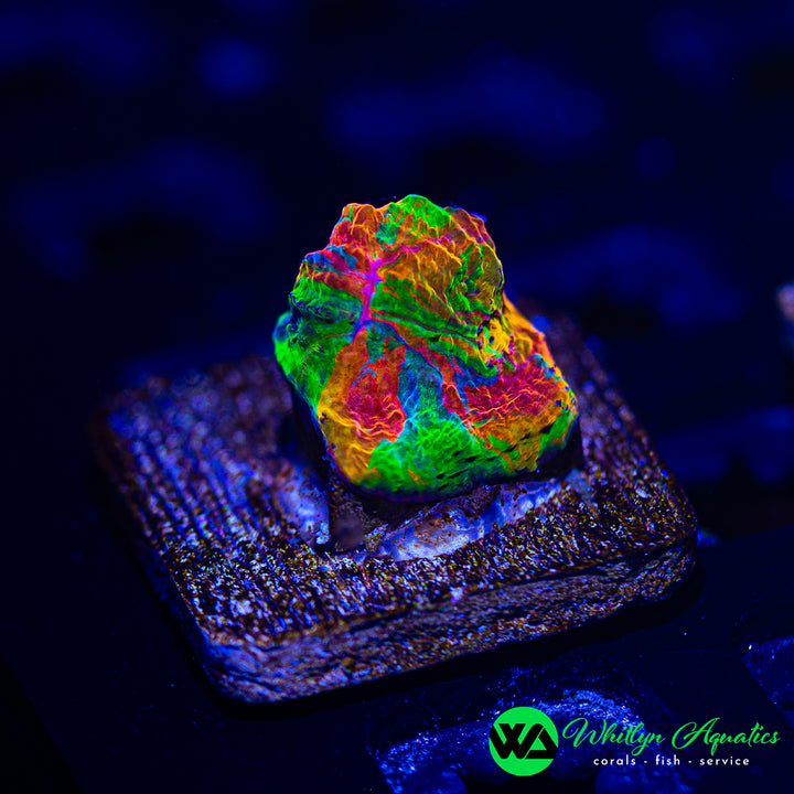 Jellybean Chalice