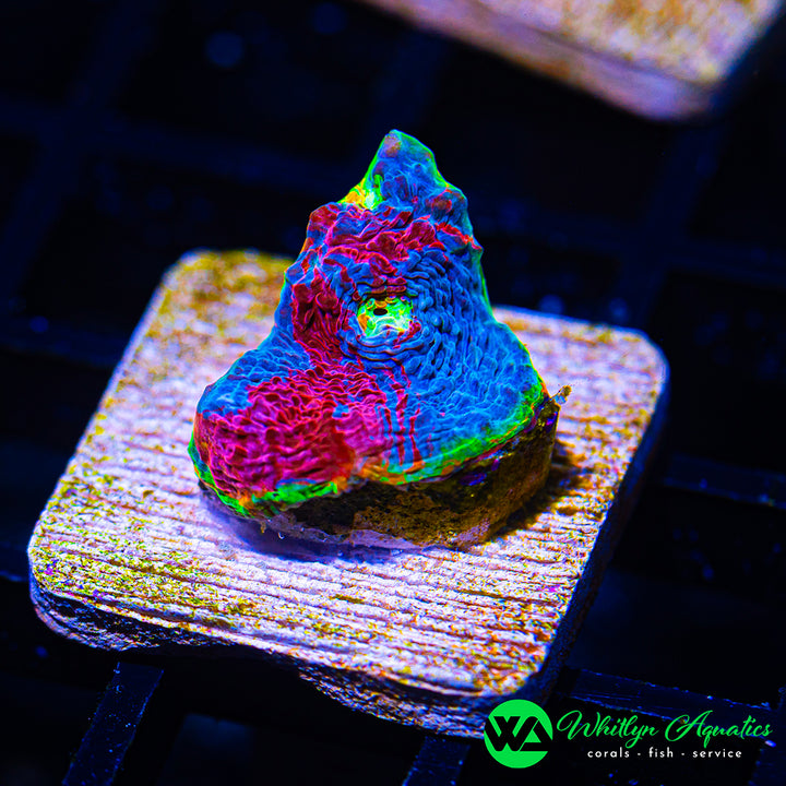Jellybean Chalice