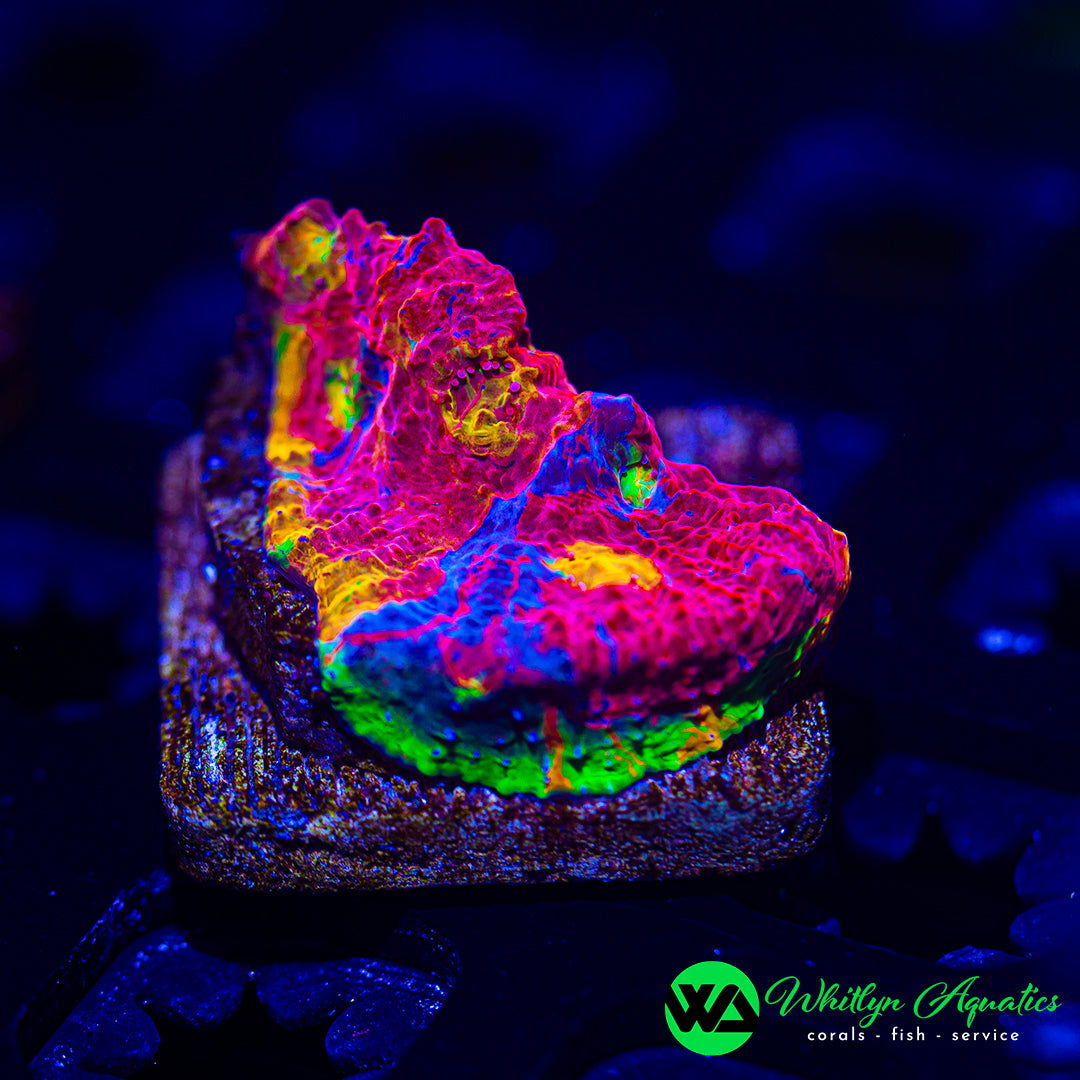 Jellybean Chalice